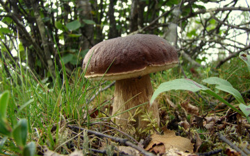 Картинка природа грибы белый