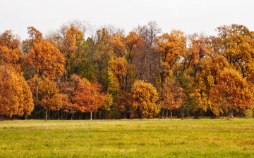 Картинка природа лес осень leaves nature landscape парк autumn park деревья листья tree