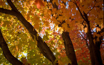 Картинка природа листья лист ветки ветка осень ствол