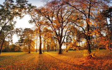 Картинка природа парк autumn деревья листья leaves landscape tree nature осень park