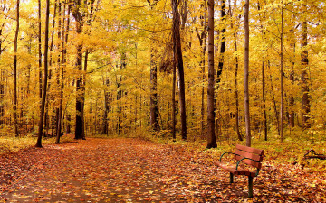 Картинка природа парк листья landscape leaves tree осень park autumn nature деревья