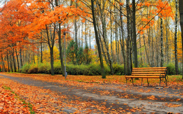 Картинка природа парк park листья деревья осень leaves landscape nature tree autumn