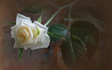 Картинка разное компьютерный+дизайн фон роза цветок