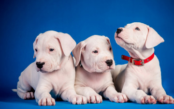Картинка животные собаки фон щенки