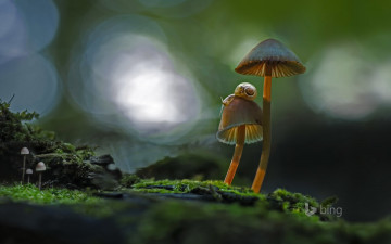Картинка животные улитки макро улитка грибы