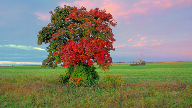 Обои картинки фото природа, деревья, облака, осень, листья, дерево, поле, небо