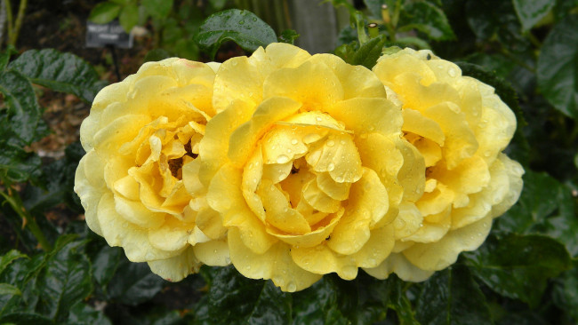 Обои картинки фото rosa golden smiles, цветы, розы, капли, бутоны