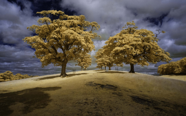 Обои картинки фото природа, деревья, небо, трава, англия, фильтр, облака, восточный, Чешир