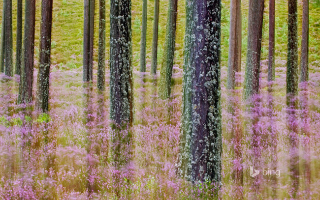 Обои картинки фото природа, лес, деревья, цветы, трава, шотландия, cairngorms, national, park