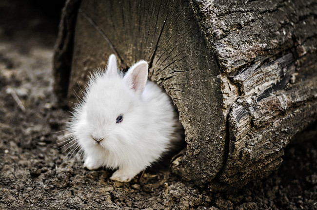 Обои картинки фото животные, кролики,  зайцы, фон, природа, кролик