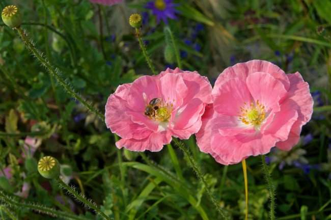 Обои картинки фото цветы, маки, луг, пчела, розовый