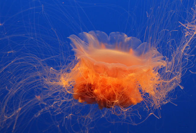 Обои картинки фото животные, медузы, море, медуза, вода, океан