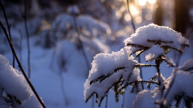 Обои картинки фото природа, зима, еловая, ветка, снег