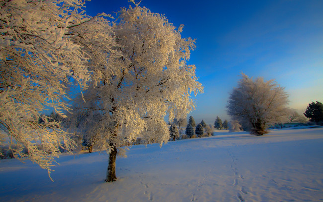 Обои картинки фото природа, зима, снег, иней, дерево