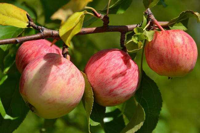 Обои картинки фото природа, плоды, ветка, яблоки, дерево