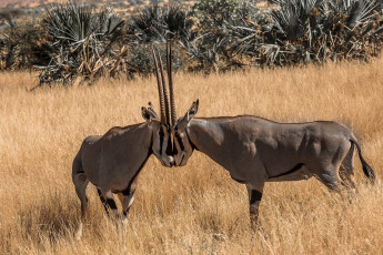 Картинка животные антилопы поединок