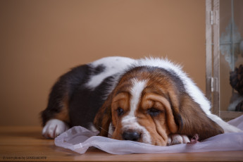 Картинка животные собаки фон щенок пес ткань