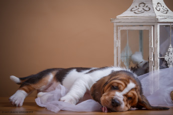Картинка животные собаки пес щенок фон ткань