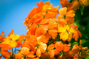 Картинка цветы оранжевые