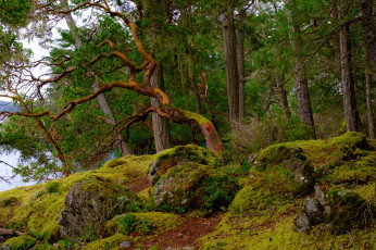 Картинка природа лес деревья мох вода зелень