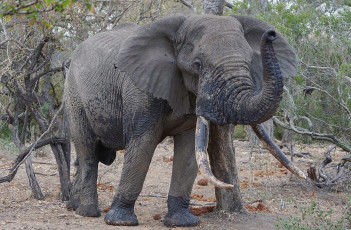 Картинка животные слоны саванна африка