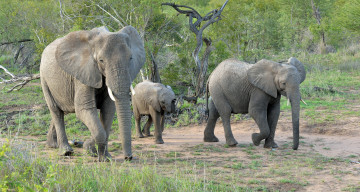 обоя животные, слоны, африка, саванна