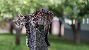 Картинка животные коты взгляд столб