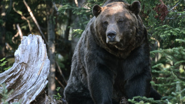 Картинка животные медведи бурый деревья