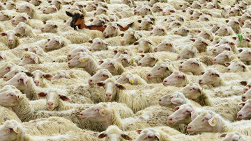 Картинка животные овцы +бараны коза бавария отара германия майн-шпессарт