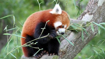 Картинка животные панды профиль ветки дерево