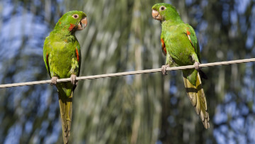 Картинка животные попугаи двое