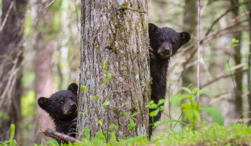 Картинка животные медведи лес прятки малыши дерево природа