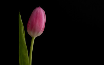 Картинка цветы тюльпаны цветок фон тюльпан