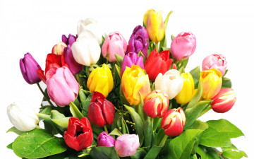 Картинка цветы тюльпаны мокрые букет белый фон разноцветные