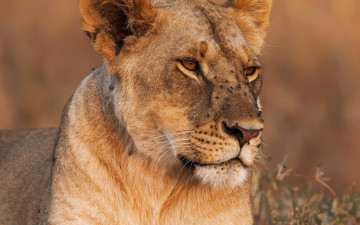 Картинка животные львы крупный план львица фон трава хищник боке морда
