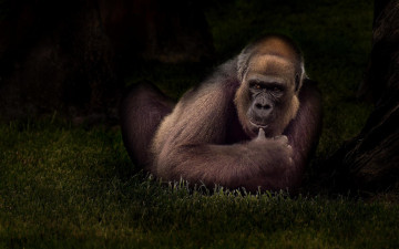 Картинка животные обезьяны обезьяна орангутанг животное