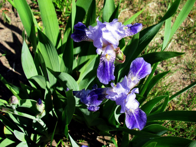 Обои картинки фото цветы, ирисы, синий
