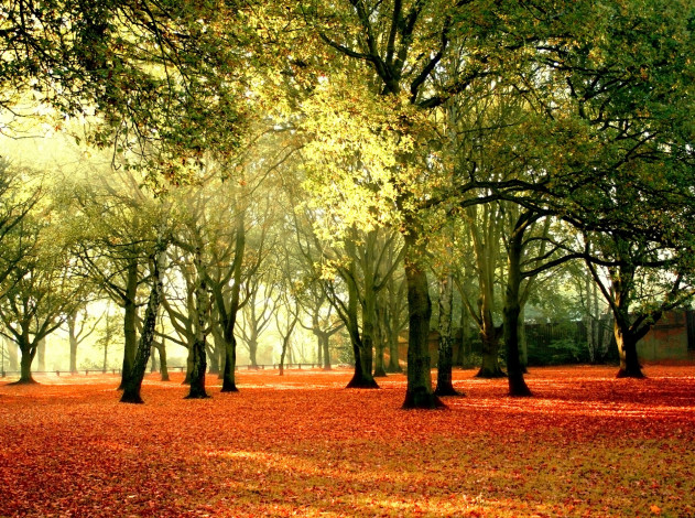 Обои картинки фото природа, парк, солнце, деревья, осень, листья