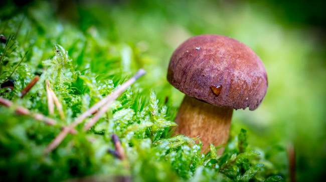 Обои картинки фото природа, грибы, лес, трава, гриб