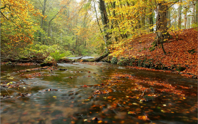 Обои картинки фото природа, реки, озера, пейзаж, река, деревья, лес, осень