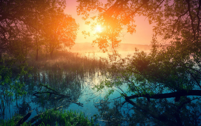Обои картинки фото природа, восходы, закаты, камыши, лес, солнце, утро, деревья, рассвет, трава, туман, река