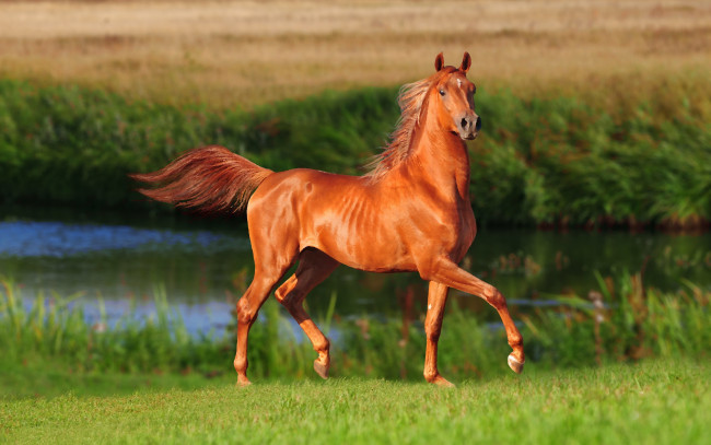 Обои картинки фото разное, компьютерный дизайн, красавец, коричневый, поле, лето, трава, лошадь, река