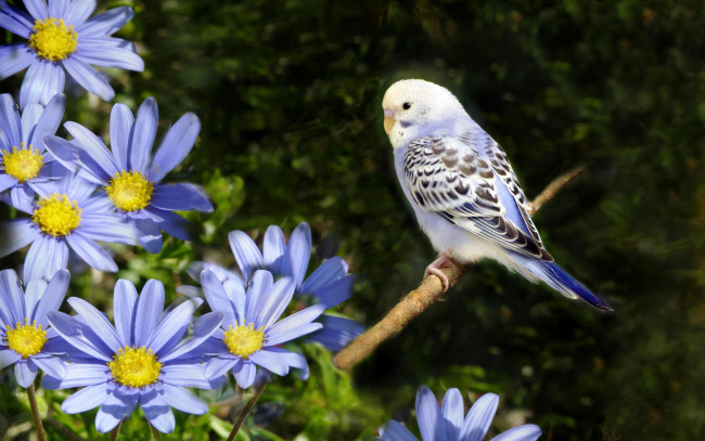 Обои картинки фото животные, попугаи, попугай, волнистый, голубой, цветы