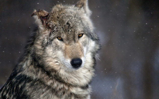Обои картинки фото животные, волки,  койоты,  шакалы, природа, лес, волк