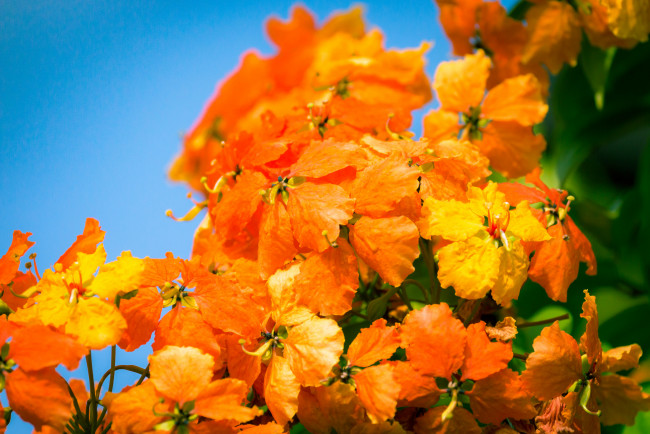 Обои картинки фото цветы, оранжевые