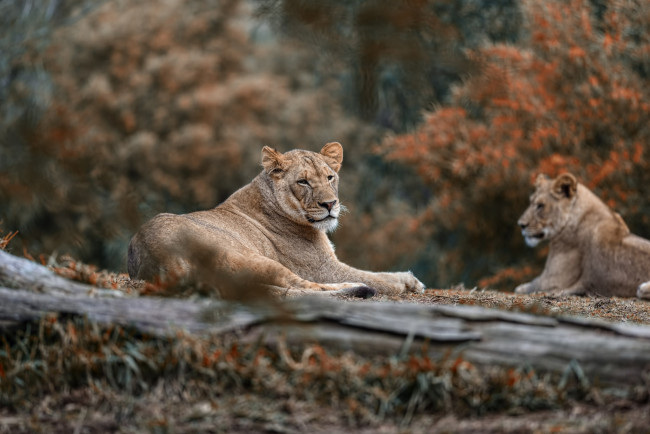 Обои картинки фото животные, львы, пара, природа, отдых