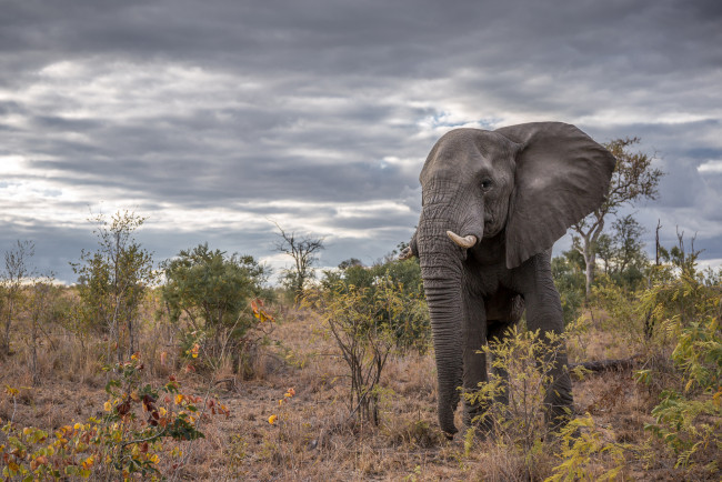 Обои картинки фото животные, слоны, саванна, африка