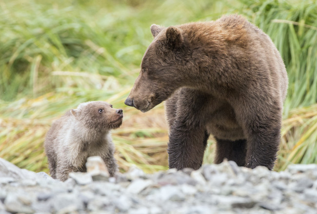 Обои картинки фото животные, медведи, трава, малыш, мама, природа