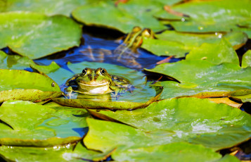 Картинка животные лягушки листья лягушка озеро