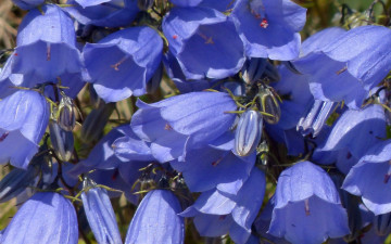 Картинка цветы колокольчики синий